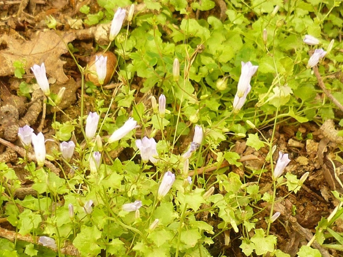 Wahlenbergia hederacea (Campanulaceae)